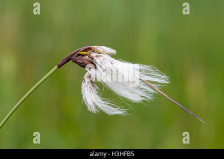 Les linaigrettes (Eriophorum angustifolium) fleurs en croissance dans la zone de marais, Hampshire, England, UK Banque D'Images