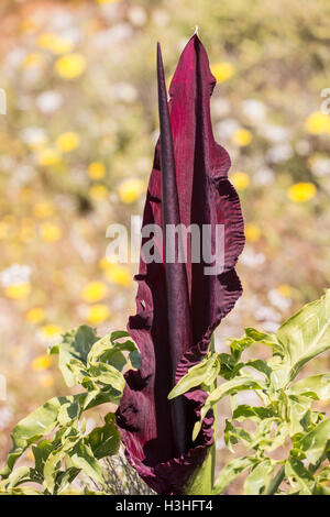 Arum dragon (Dracunculus vulgaris) l'horticulture sur colline en Crète, Grèce Banque D'Images