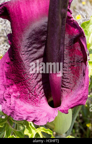 Arum dragon (Dracunculus vulgaris) l'horticulture sur colline en Crète, Grèce Banque D'Images