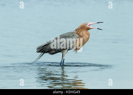 Aigrette garzette (Egretta rufescens rougeâtre) adulte commandant un poisson tout en se tenant dans l'eau peu profonde, Florida, USA Banque D'Images