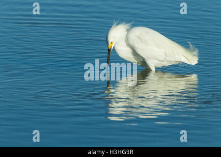 Aigrette neigeuse (Egretta thula) pêche adultes en eau peu profonde, Florida, USA Banque D'Images