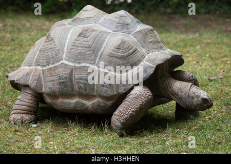 Tortue géante d'Aldabra (Aldabrachelys gigantea). Des animaux de la faune. Banque D'Images