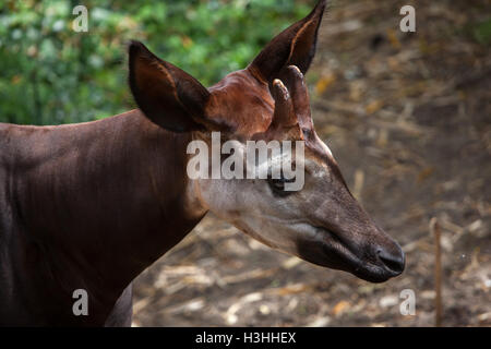 L'Okapi (Okapia johnstoni). Des animaux de la faune. Banque D'Images