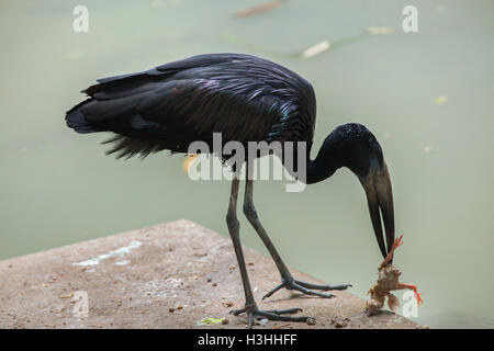 African openbill Anastomus lamelligerus) (à Doué-la-Fontaine Zoo dans le Maine-et-Loire, France. Banque D'Images