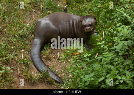 La loutre géante (Pteronura brasiliensis), également connu sous le nom de la loutre géante. Des animaux de la faune. Banque D'Images