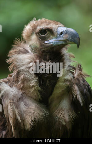 Cinereous vulture (Platycnemis monachus), également connu sous le nom de vautour noir ou moine vautour. Des animaux de la faune. Banque D'Images