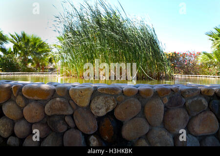 Mur de l'étang sacré de Wirikuta, au Jardin botanique de Puerto Los Cabos, Mexique soleil du désert & Vert Bleu Ciel & Water Reflections Banque D'Images