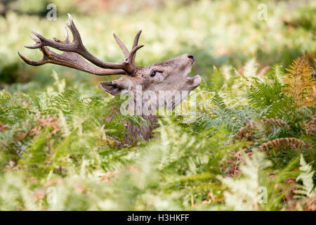 Red Deer cervus elaphus pendant le rut en Angleterre Londres hampton Bushy Park Banque D'Images