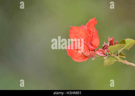 Selective focus sur rouge bougainvilliers fleur dans un jardin, l'arrière-plan flou est vert Banque D'Images