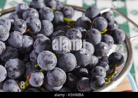 Les raisins frais, mûr Concord de comté de Lancaster, Pennsylvanie, USA Banque D'Images