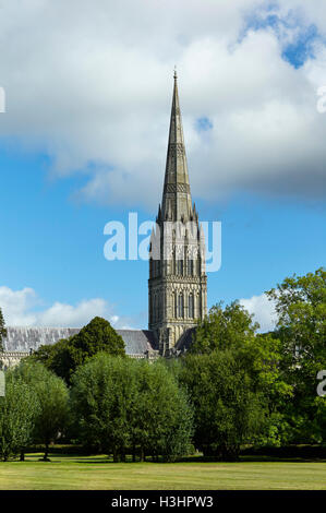 La cathédrale de Salisbury avec arbres en premier plan de marche de l'Ouest Banque D'Images