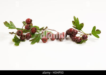 Crataegus monogyna baies à l'automne sur un fond blanc. Banque D'Images