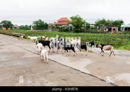 Un troupeau de chèvres sur la route à Duy Xuyen, Vietnam Banque D'Images