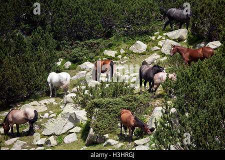 Les chevaux brouter sur le pâturage de montagne au Patrimoine Mondial de l'UNESCO Parc national de Pirin Bulgarie Banque D'Images