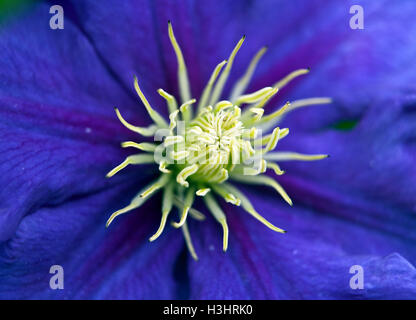 Jackman Clematis Clematis x jackmanii en gros plan extrême Banque D'Images