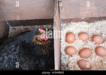 Mon poulet dans son nid avec des oeufs récemment posés dans mon petit jardin pour mon usage personnel,usage,dans village rural,Ouest,au Pays de Galles. Banque D'Images