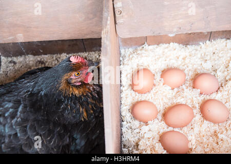 Mon poulet dans son nid avec des oeufs récemment posés dans mon petit jardin pour mon usage personnel,usage,dans village rural,Ouest,au Pays de Galles. Banque D'Images