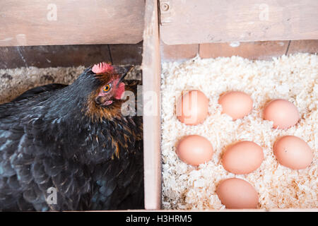 Mon poulet dans son nid avec des oeufs récemment posés dans mon petit jardin pour mon usage personnel,usage,dans village rural,Ouest,au Pays de Galles. Banque D'Images