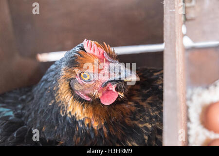 Mon poulet dans son nid avec des oeufs récemment posés dans mon petit jardin pour mon usage personnel,usage,dans village rural,Ouest,au Pays de Galles. Banque D'Images