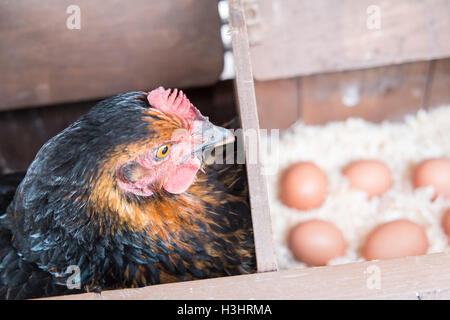 Mon poulet dans son nid avec des oeufs récemment posés dans mon petit jardin pour mon usage personnel,usage,dans village rural,Ouest,au Pays de Galles. Banque D'Images