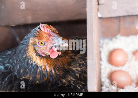 Mon poulet dans son nid avec des oeufs récemment posés dans mon petit jardin pour mon usage personnel,usage,dans village rural,Ouest,au Pays de Galles. Banque D'Images