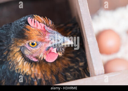 Mon poulet dans son nid avec des oeufs récemment posés dans mon petit jardin pour mon usage personnel,usage,dans village rural,Ouest,au Pays de Galles. Banque D'Images