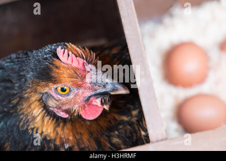 Mon poulet dans son nid avec des oeufs récemment posés dans mon petit jardin pour mon usage personnel,usage,dans village rural,Ouest,au Pays de Galles. Banque D'Images