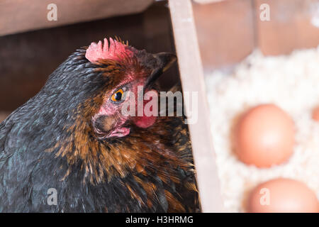 Mon poulet dans son nid avec des oeufs récemment posés dans mon petit jardin pour mon usage personnel,usage,dans village rural,Ouest,au Pays de Galles. Banque D'Images