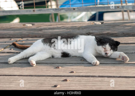 Chat errant dormir sur une jetée en bois libre. Banque D'Images