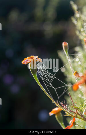 Tagetes. Marigold africains fleur et une araignées web dans la lumière du soleil du matin UK Banque D'Images