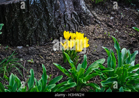 Un beau bouquet de jaune safran en jardin d'automne. Banque D'Images