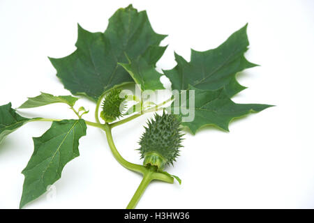 Datura stramonium. Apple prickly Thorn gousse et feuilles sur fond blanc Banque D'Images