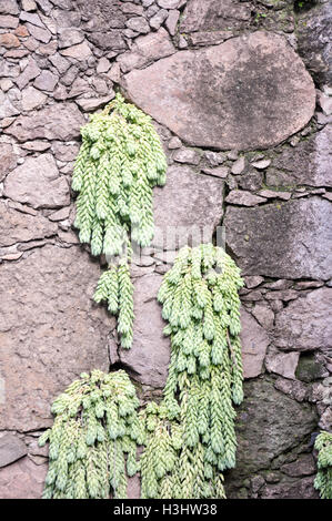 Sedum morganianum queue d'âne ou de queue de plus en plus usine burros les crevasses dans un mur stona volcanique Banque D'Images