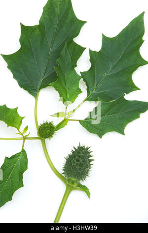 Datura stramonium. Apple prickly Thorn gousse et feuilles sur fond blanc Banque D'Images