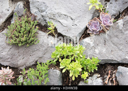 Variété de plantes grasses entre de plus en plus de pierres volcaniques, partie d'une série Banque D'Images