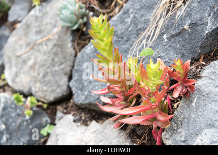 Variété de plantes grasses entre de plus en plus de pierres volcaniques, partie d'une série Banque D'Images