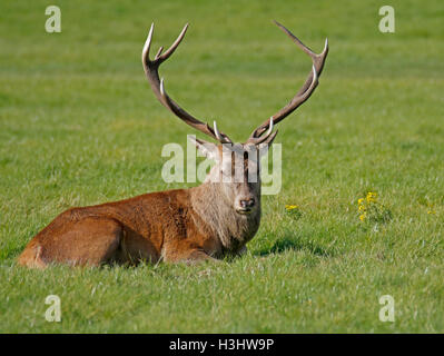 Red Deer (Cervus elaphus) Stag Banque D'Images