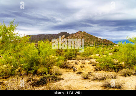Gros rochers avec Saguaro cactus Cholla et sec dans le désert de l'Arizona sous ciel nuageux Banque D'Images