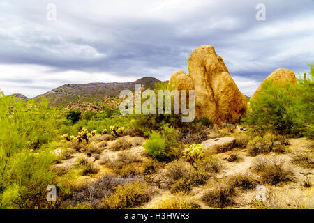 Gros rochers avec Saguaro cactus Cholla et sec dans le désert de l'Arizona sous ciel nuageux Banque D'Images