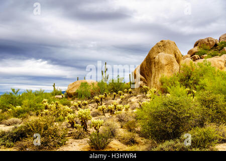Gros rochers avec Saguaro cactus Cholla et sec dans le désert de l'Arizona sous ciel nuageux Banque D'Images