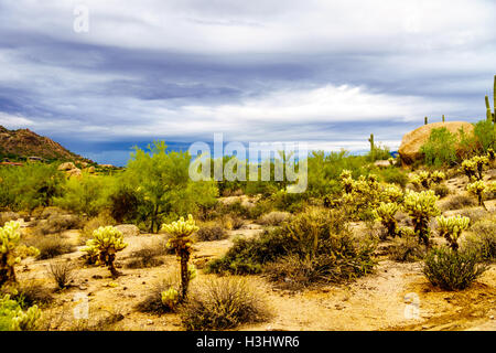 Gros rochers avec Saguaro cactus Cholla et sec dans le désert de l'Arizona sous ciel nuageux Banque D'Images