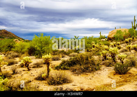 Gros rochers avec Saguaro cactus Cholla et sec dans le désert de l'Arizona sous ciel nuageux Banque D'Images