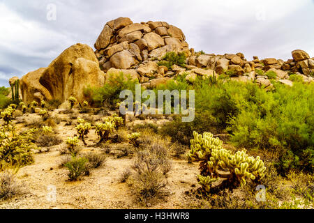 Gros rochers avec Saguaro cactus Cholla et sec dans le désert de l'Arizona sous ciel nuageux Banque D'Images