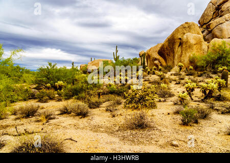 Gros rochers avec Saguaro cactus Cholla et sec dans le désert de l'Arizona sous ciel nuageux Banque D'Images