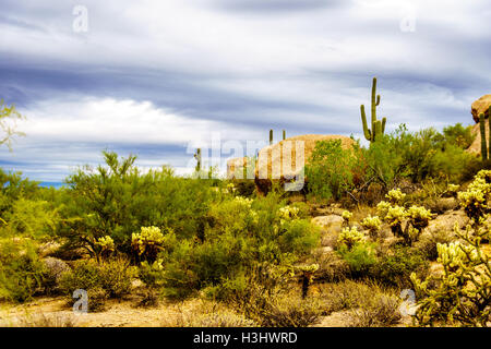 Gros rochers avec Saguaro cactus Cholla et sec dans le désert de l'Arizona sous ciel nuageux Banque D'Images