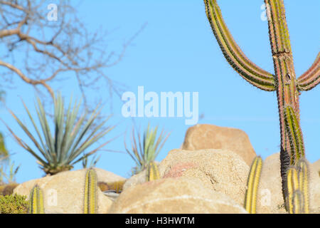 Cactus Cowboy texturales et rochers au Jardin botanique du Désert Wirikuta Puerto Los Cabos, Mexique - Blue Sky & Arrière-plan flou Banque D'Images