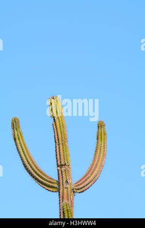 Texture Solo Film Cactus Cowboy au Jardin botanique du Désert Wirikuta, Puerto Los Cabos, Mexique, fond de ciel bleu d'été chaud Banque D'Images