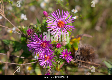 Rose vif/violet wild New England asters (Symphyotrichum novae-angliae) fleurissent dans un champ, Indiana, United States Banque D'Images