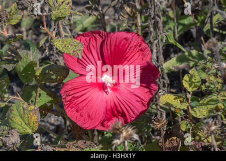 Une fleur mauve rose rouge (Hibiscus sp.), Indiana, United States Banque D'Images