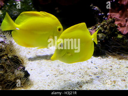 Paire de Tang jaune Zebrasoma flavescens (Surgeonfishes), originaire de l'Océan Indien et Pacifique Banque D'Images